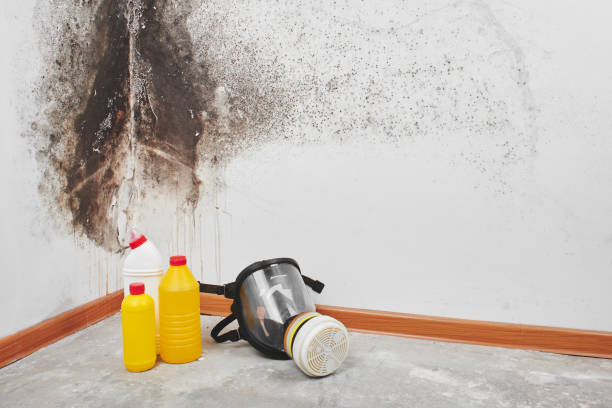 Best Crawl Space Mold Removal  in Rocky Point, NC